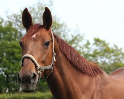 broodmare Shamrock (Oldenburg, 1995, from Quattro B)