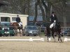 dressage horse Grandino 33 (Trakehner, 1999, from Gribaldi)