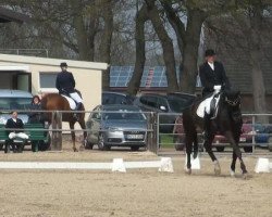 dressage horse Grandino 33 (Trakehner, 1999, from Gribaldi)