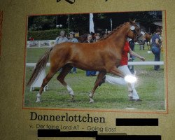 Zuchtstute Donnerlottchen (Deutsches Reitpony, 2007, von Der feine Lord AT)