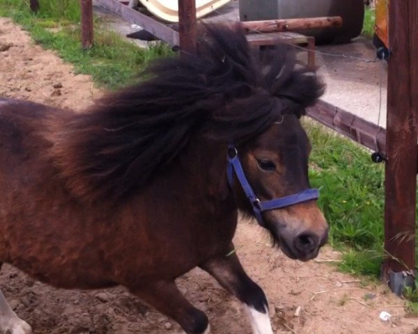 horse Bijou (Shetland Pony, 2011, from Hidalgo von der Nienburg)