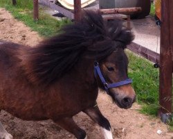 Pferd Bijou (Shetland Pony, 2011, von Hidalgo von der Nienburg)