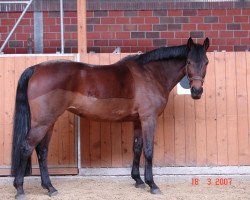 broodmare Winnie Puh 10 (Hanoverian, 1991, from Wingolf 2792)