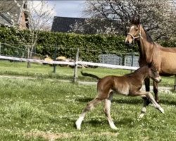 jumper Kate (Westphalian, 2022, from Cornefino)