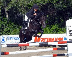 jumper Steverheides Dondrup (German Riding Pony, 2001, from Donnerblitz)