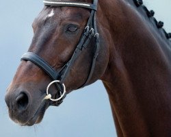 stallion Lancet 2 (Hanoverian, 1993, from Wenzel I)