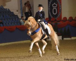 stallion Nebos I (3,125% ox) (Edelbluthaflinger, 1995, from Nastral)