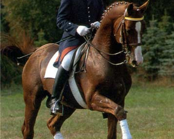 stallion Eiger I (Hanoverian, 1975, from Eisenherz I)