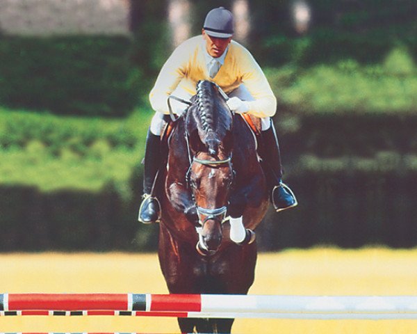 stallion Goodman (Hanoverian, 1994, from Graf Grannus)