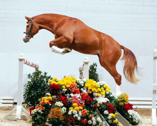 stallion Cannavaro (Oldenburg, 2001, from Cordalme Z)
