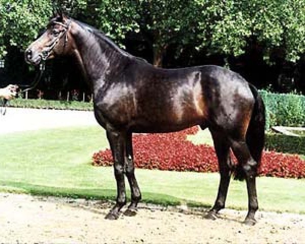 stallion Laomedon (Hanoverian, 1996, from Lauries Crusador xx)