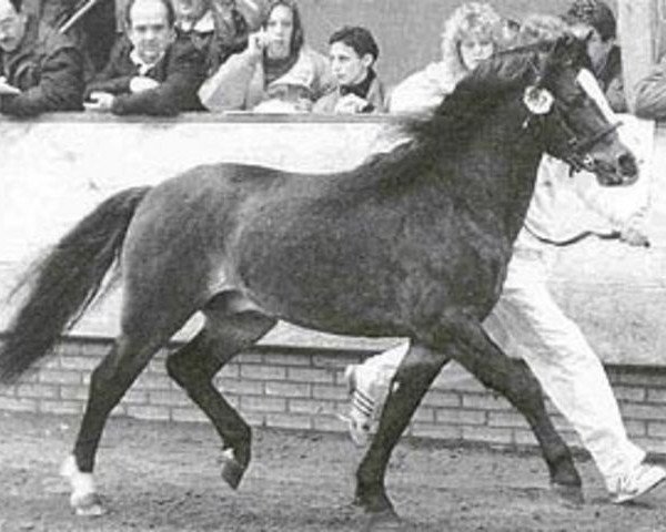 Deckhengst Kortehoeve's Arthur (Welsh Pony (Sek.B), 1985, von Arkelshof's Sunstar)