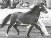 stallion Kortehoeve's Arthur (Welsh-Pony (Section B), 1985, from Arkelshof's Sunstar)