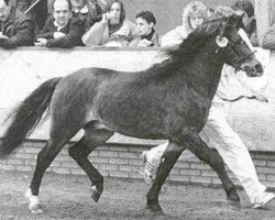 stallion Kortehoeve's Arthur (Welsh-Pony (Section B), 1985, from Arkelshof's Sunstar)