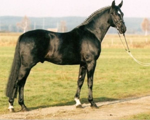 stallion Roy Black (Bavarian, 1991, from Rubinstein I)