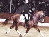 stallion Branduardi M (German Riding Pony, 1996, from Black Boy)