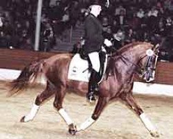 stallion Branduardi M (German Riding Pony, 1996, from Black Boy)