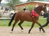 broodmare Pikotee (German Sport Horse, 2008, from Sir Donnerhall I)