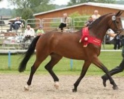 Zuchtstute Pikotee (Deutsches Sportpferd, 2008, von Sir Donnerhall I)