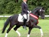 stallion Hilkens Black Delight (German Riding Pony, 2003, from Branduardi M)