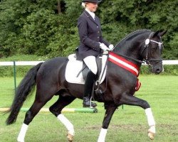 stallion Hilkens Black Delight (German Riding Pony, 2003, from Branduardi M)