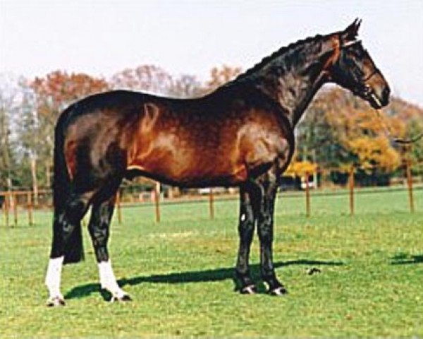 Pferd Ulft (Koninklijk Warmbloed Paardenstamboek Nederland (KWPN), 1978, von Le Mexico)