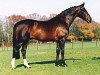 stallion Ulft (Dutch Warmblood, 1978, from Le Mexico)