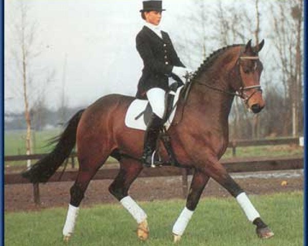 horse Dublin (Royal Warmblood Studbook of the Netherlands (KWPN), 1985, from Ulft)