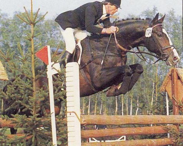 stallion Tin Rocco (Holsteiner, 1970, from Tin Rod xx)