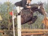 stallion Tin Rocco (Holsteiner, 1970, from Tin Rod xx)