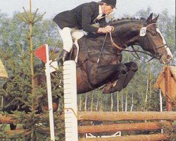 stallion Tin Rocco (Holsteiner, 1970, from Tin Rod xx)