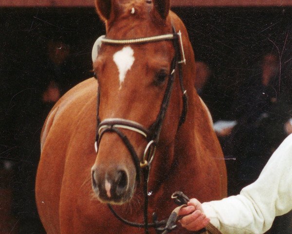 stallion Wolken-Hit (Hanoverian, 1999, from Wolkenstein II)