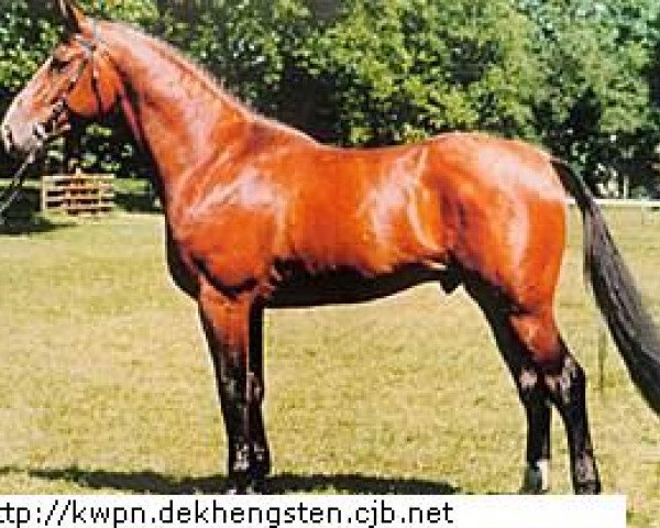 Deckhengst Animo (Koninklijk Warmbloed Paardenstamboek Nederland (KWPN), 1982, von Almé Z)