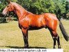 stallion Animo (Dutch Warmblood, 1982, from Almé)