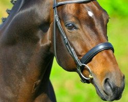 stallion Fürstenreich (Oldenburg, 1998, from Florestan I)