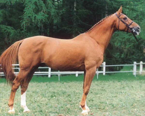 stallion Skippy II (Selle Français, 1984, from Galoubet A)