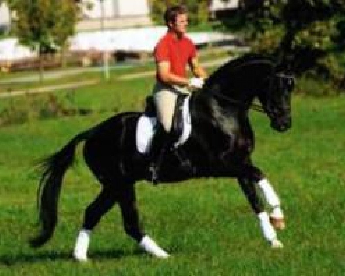 stallion Fürst Scheurenhof (Rhinelander, 2003, from Fürst Heinrich)