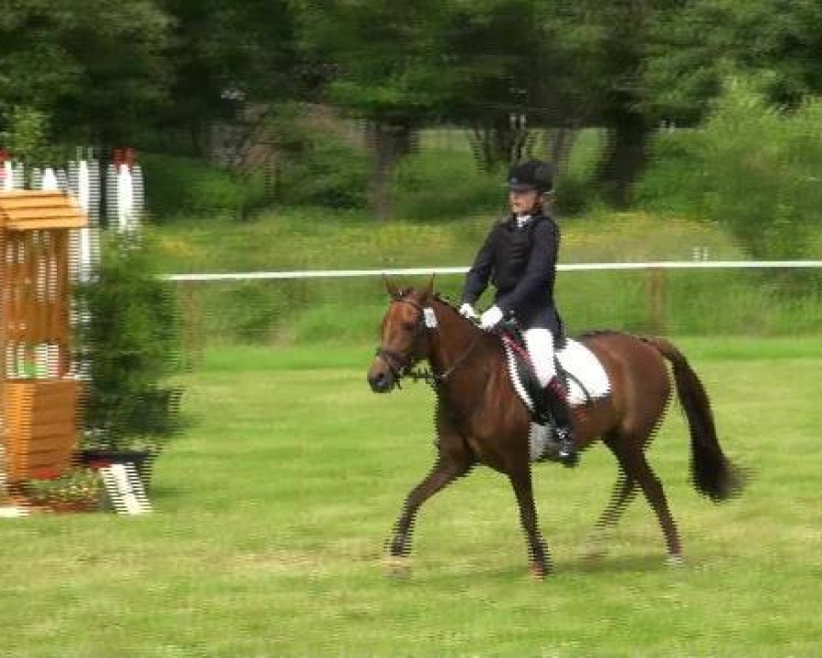 broodmare Vicky (Heavy Warmblood, 1989, from Enzian 1424)