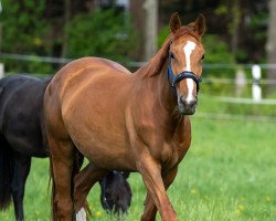 Zuchtstute Scarlett (Trakehner, 2016, von All Inclusive)