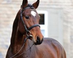 stallion Sirtaki Bevs (German Riding Pony, 2009, from Sunny Side Up)