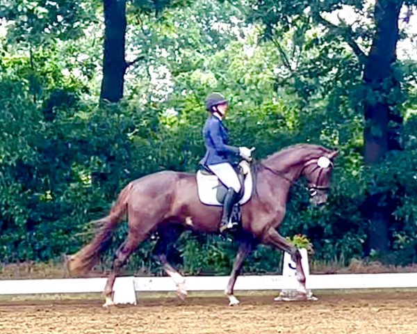dressage horse Finn 157 (Oldenburg, 2018, from Fürsten-Look)