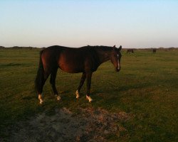 broodmare Ronja (Hanoverian, 2007, from Royal Blend)