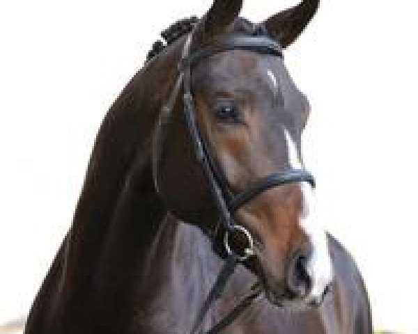 dressage horse Fascino 9 (Hanoverian, 2009, from Fiorano)