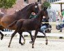 dressage horse Burberry (Zweibrücken, 2016, from Bordeaux 28)