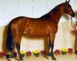 stallion Claritos (Holsteiner, 2009, from Clarimo Ask)