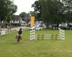 jumper Nico (German Riding Pony, 1991, from Navajo)