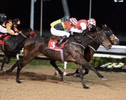 horse Carraigin Aonair xx (Thoroughbred, 2012, from Fastnet Rock xx)