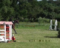 Springpferd Cinderella H 2 (Westfale, 2007, von Co-Pilot)