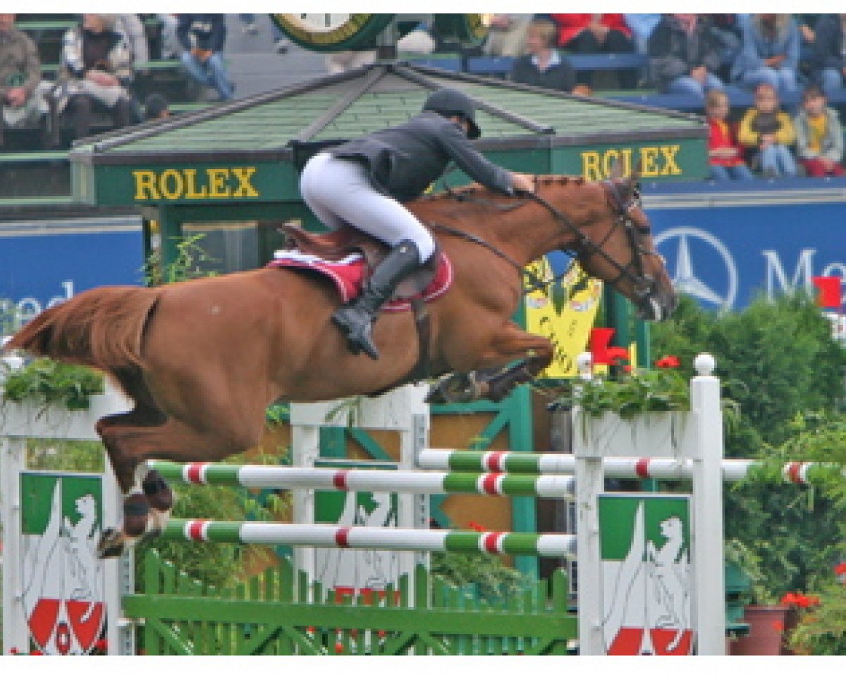 Zuchtstute Sarah de Saint Pierre (Belgisches Warmblut, 1995, von Skippy II)