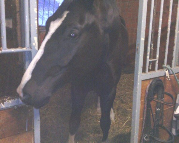 dressage horse Ronaldinho R (Hanoverian, 2006, from Rascalino)